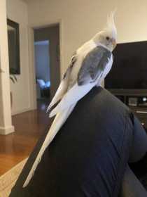 Lost Cockatiel