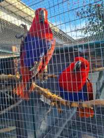 Lost Eclectus