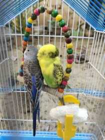 Lost Budgerigar