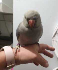 Lost Indian Ringneck Parakeet