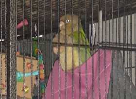 Lost Conure