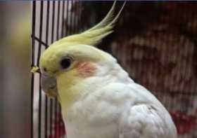 Lost Cockatiel
