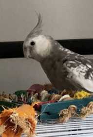 Lost Cockatiel