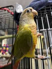 Lost Conure