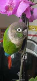 Lost Conure