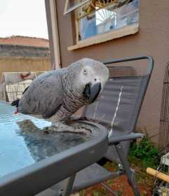 Lost African Grey