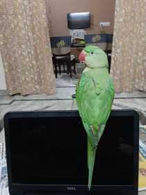 Lost Alexandrine