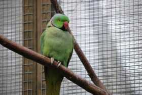 Lost Indian Ringneck Parakeet