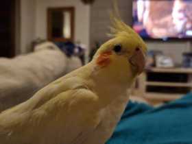 Lost Cockatiel