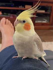 Lost Cockatiel