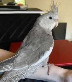 Lost Cockatiel