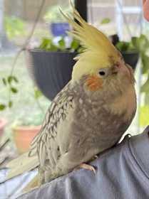 Lost Cockatiel