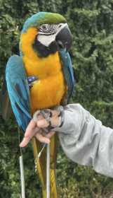 Lost Macaw