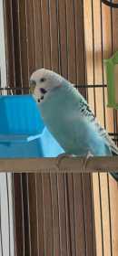 Lost Budgerigar