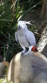 Lost African Grey