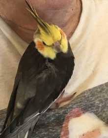 Lost Cockatiel