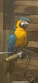 Lost Macaw