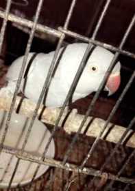 Lost Indian Ringneck Parakeet