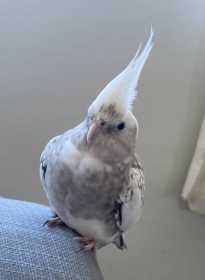 Lost Cockatiel