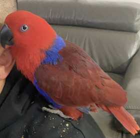 Lost Eclectus