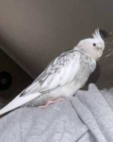 Lost Cockatiel