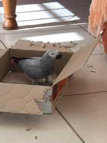 Lost African Grey