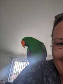 Lost Eclectus