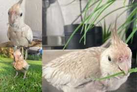Lost Cockatiel