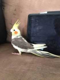 Lost Cockatiel