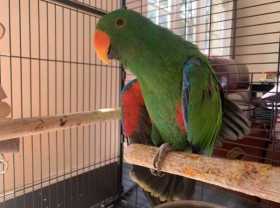 Lost Eclectus