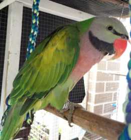 Lost Mustached / Moustached Parakeet