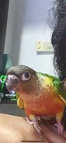 Lost Conure