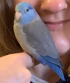 Lost Parrotlet