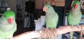 Lost Alexandrine