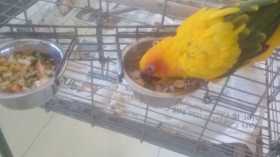 Lost Conure