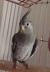 Lost Cockatiel