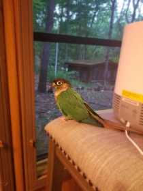 Lost Conure