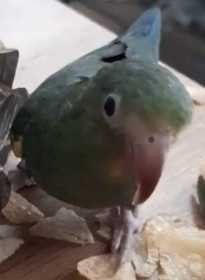Lost Cobalt-Winged Parakeet