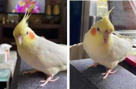 Lost Cockatiel