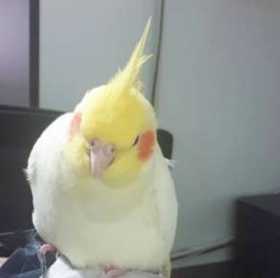 Lost Cockatiel