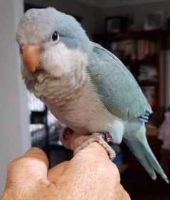 Lost Quaker