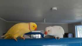 Lost Indian Ringneck Parakeet