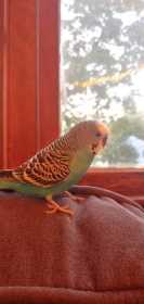 Lost Parakeet