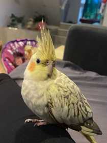 Lost Cockatiel