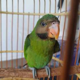 Lost Mustached / Moustached Parakeet