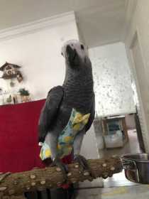 Lost African Grey