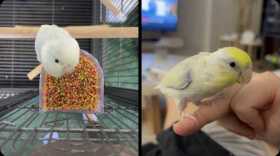 Lost Parrotlet