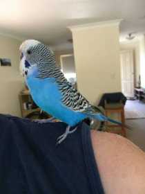 Lost Budgerigar