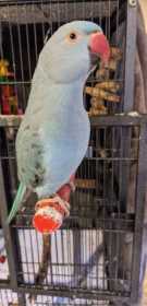 Lost Indian Ringneck Parakeet