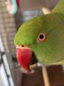 Lost Indian Ringneck Parakeet